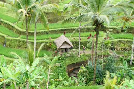 boni bali restaurant