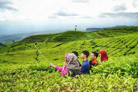 Kebun Teh Kertowono Gucialit Lumajang