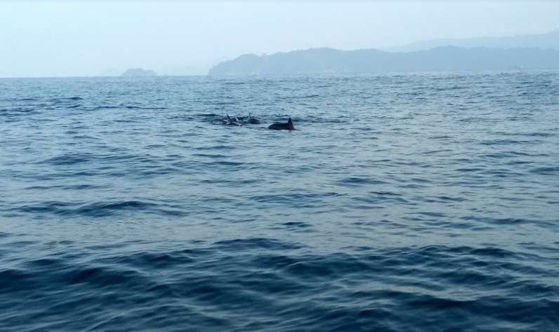 Pesona Lumba Lumba di Teluk Kiluan